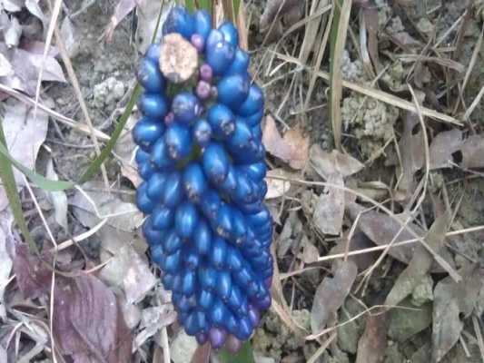 结蓝色果实的兰花是什么品种？蓝宝石一样的植物叫什么-图3