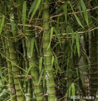 叶子像玉米、竹子，树干却不相，买的人说叫什么竹？与竹子一样的植物叫什么