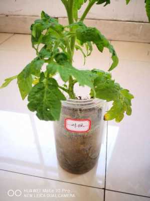 水培番茄的营养液配方？水培植物能放硫酸铜吗