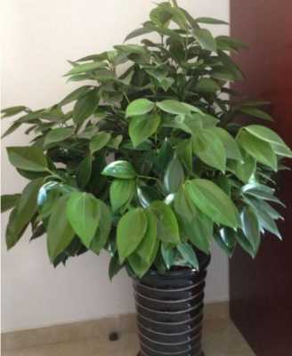 平安树和幸福树多久浇水？植物在秋季几天浇一次水