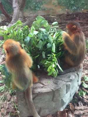 动物园的猴子是什么品种？金丝猴植物根部长出很多须