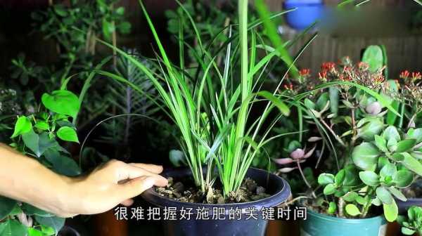 兰花栽培技术视频（兰花栽培百家诀窍）