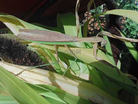 像竹子一样细的螳螂叫啥？细细的像竹子的植物图片