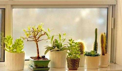 卧室飘窗适合养什么花或植物？窗台上养的植物效果图