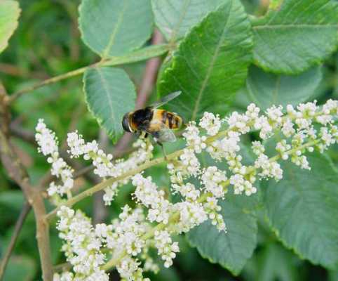 五倍子流蜜后还有什么蜜源？四川养蜜蜂有什么蜜源植物