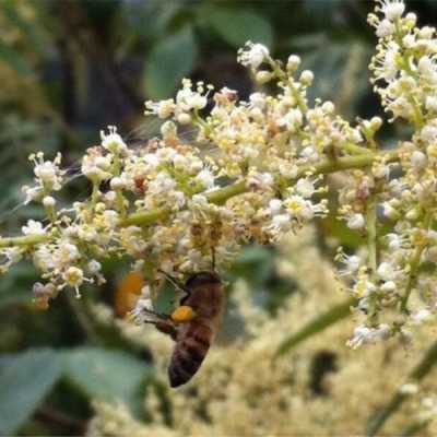 五倍子流蜜后还有什么蜜源？四川养蜜蜂有什么蜜源植物-图2