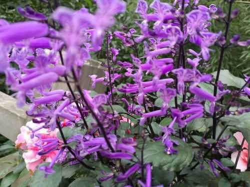 小时候能吃的一种木本植物紫色花是什么？藤类植物深紫色花图片