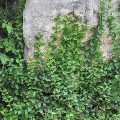 绿色长廊用什么爬藤植物？扶芳藤是一种什么植物-图3
