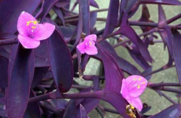 紫色叶子和紫色小花的植物叫什么名字？冬天开紫色花的植物图片