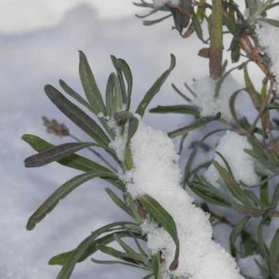冬天三种不怕寒冷的植物是什么它们被称作什么？冬天的代表性的植物图片-图2