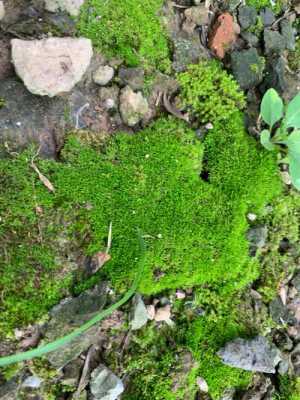 苔藓植物的进化特征？常见的苔藓植物种类是哪些