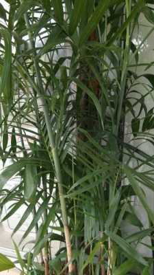 像芭蕉扇的竹子名字？竹子一样的大叶子的植物
