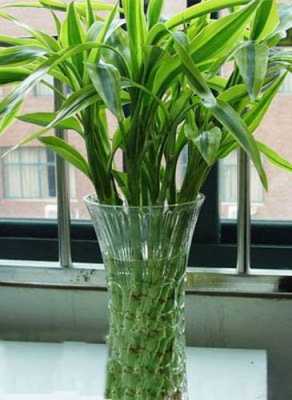 富贵竹怎么水养才能更旺盛？水养植物富贵竹的养法-图2