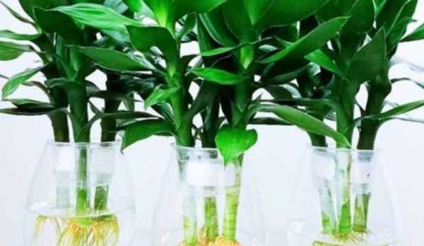 富贵竹怎么水养才能更旺盛？水养植物富贵竹的养法-图3