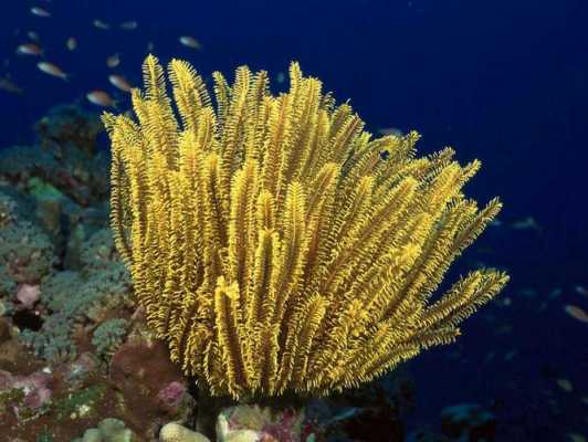 海洋中的植物都有哪些？海洋生态系统的植物类型