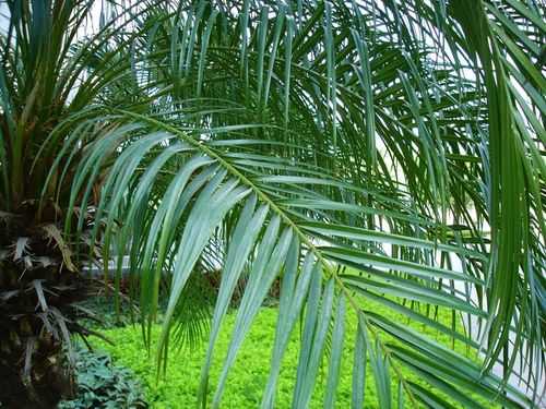 像蕉叶的植物？说出十种棕榈科植物