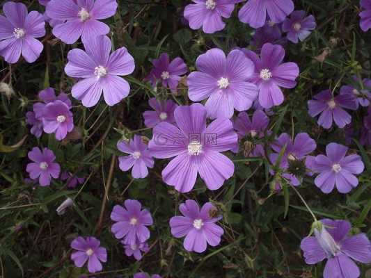 开紫色小花的花叫什么？开紫色小花的植物图片及花名-图2