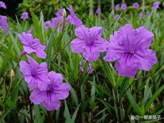 开紫色小花的花叫什么？开紫色小花的植物图片及花名-图1