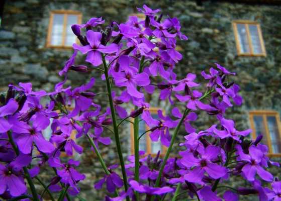 开紫色小花的花叫什么？开紫色小花的植物图片及花名-图3