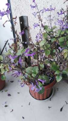 北方冬天室外植物？适合室外养的开小紫花植物图片