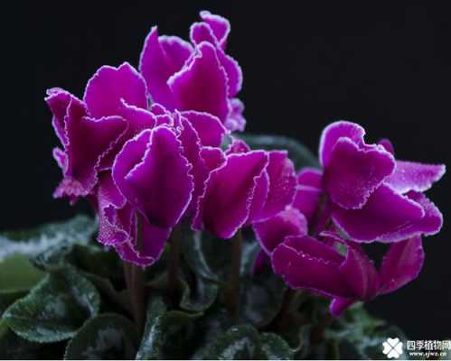 仙客来开的花有几种颜色？白紫色花植物图片及名称