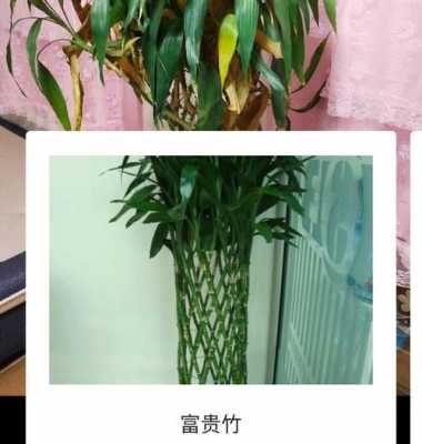这是什么植物啊，很像富贵竹？长得像竹子的盆栽植物图片
