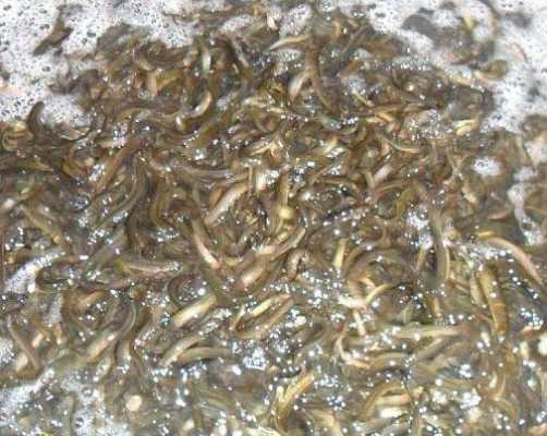 泥鳅池里水发臭怎么弄`？什么植物能让养泥鳅黑臭的水变好