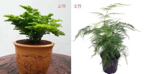 文松和文竹是同一种植物嘛？文竹云竹是一种植物吗