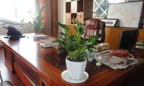 女干部办公室摆放什么植物？适合办公室的有香味的植物