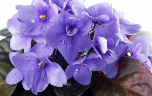 紫罗兰花怎么养好养吗（紫罗兰花怎么吃）-图2