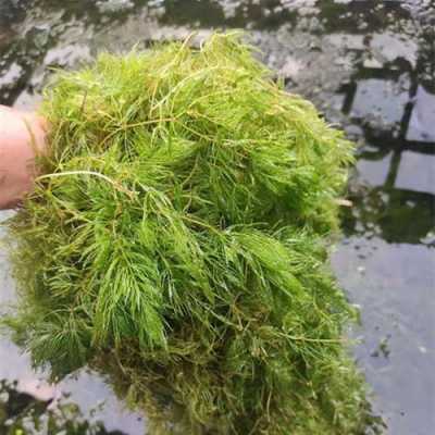 金鱼藻和狐尾藻哪个好？金鱼藻是一种沉水植物