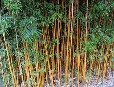 什么东西跟竹子一样不怕冷？和竹子一样有大作用的植物-图1