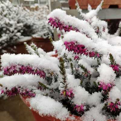 冬天三种不怕寒冷的植物是什么它们被称作什么？一年四季开花不怕冷的植物