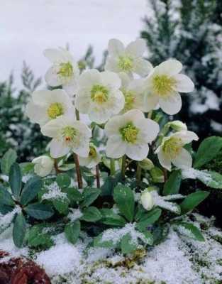冬天三种不怕寒冷的植物是什么它们被称作什么？一年四季开花不怕冷的植物-图2