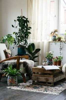 冬天有暖气的屋子适合养什么植物？适合在室内水养的植物图片及名称-图3