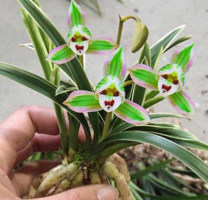 观赏性高的兰花（观赏性好的兰花品种）