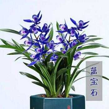 蓝水晶兰花（蓝水晶兰花和蓝宝石兰花一样吗）-图3