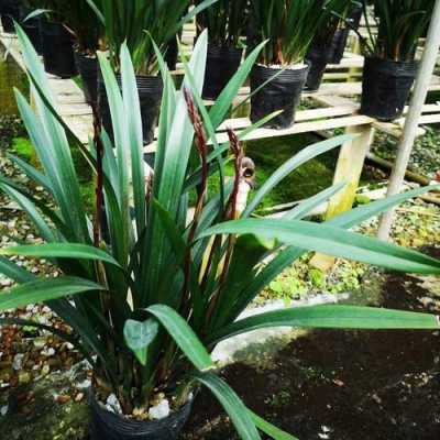 墨兰花苗冬天怕冻吗（风雨兰花冬天怕冻吗）