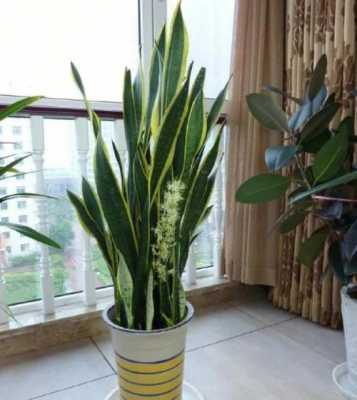 虎皮兰花怎样养（请问虎皮兰怎么养）
