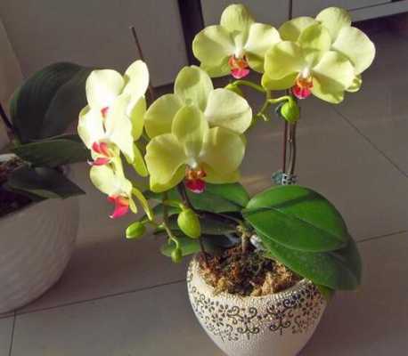 蝴蝶兰花期怎么浇水（蝴蝶兰花期怎么浇水最合理）