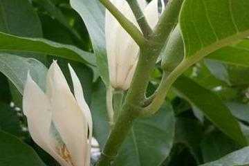 白兰花摘心的方法（白兰花摘心的方法图片）