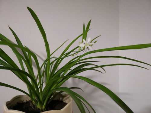 兰花类植物（兰花类植物放在室内养还是室外养好）-图2