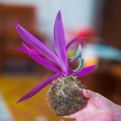 室内紫色兰花怎么养殖（紫色的兰花怎么养）
