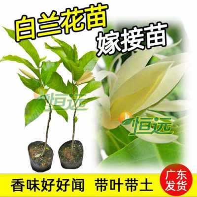 潍坊哪里有批发盆栽白兰花的（潍坊哪里有批发盆栽白兰花的地方）