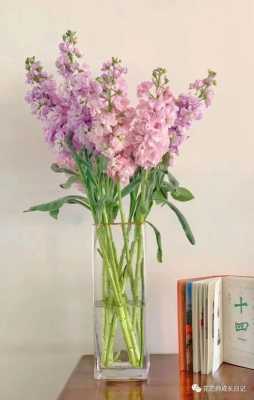 紫罗兰花是什么开的花（白色的紫罗兰花的花语是什么）-图2