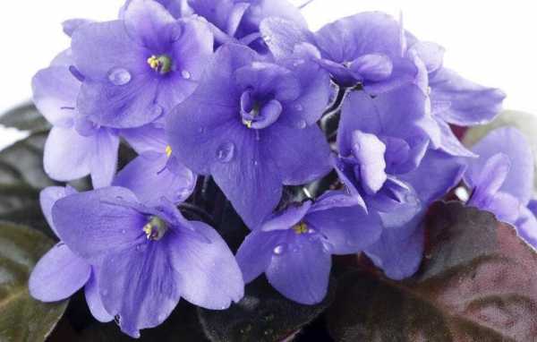 紫罗兰花种类（紫罗兰花的种类）-图3