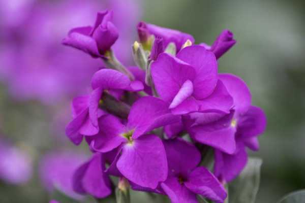 紫罗兰花种类（紫罗兰花的种类）-图2