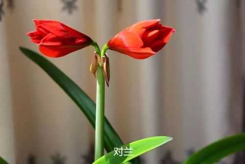 对兰花和朱顶红的区别（朱顶兰的花期）-图1