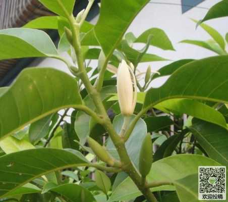 白兰花的种植方法（白兰花的种植方法和施肥）