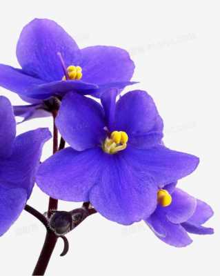 紫罗兰花瓣数量（紫罗兰花瓣能食用吗）
